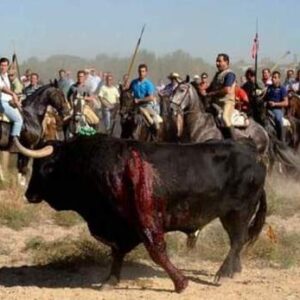 El Toro de la Vega una celebración cruel