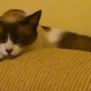 La siesta