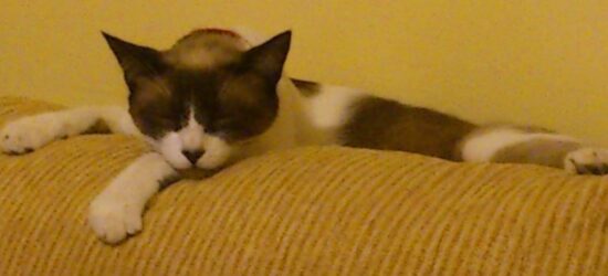 La siesta