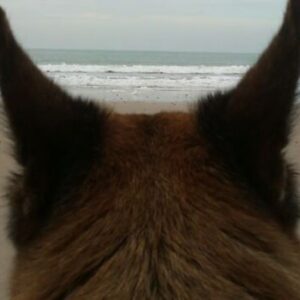 Un perro increíble, el mejor de todos