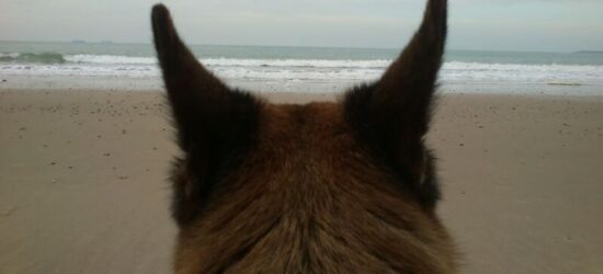 Un perro increíble, el mejor de todos