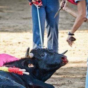 ¡Pobre animal! No lo entiende