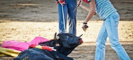 ¡Pobre animal! No lo entiende
