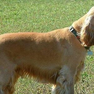 Mi primer perro