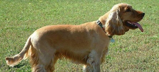 Mi primer perro