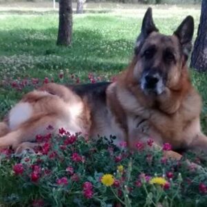 Ilyon, el mejor de los perros