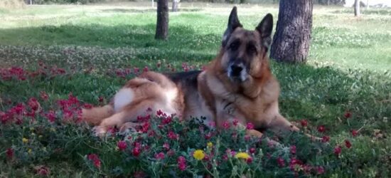 Ilyon, el mejor de los perros