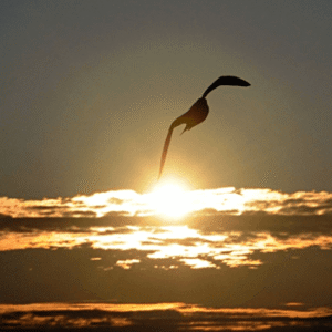 Volar por encima de las nubes