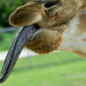 Una lengua multiuso