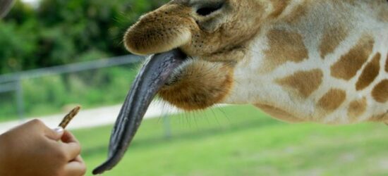 Una lengua multiuso