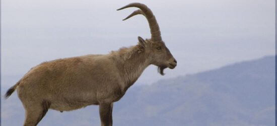 Macho cabrío