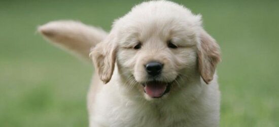 Un perro es una vida