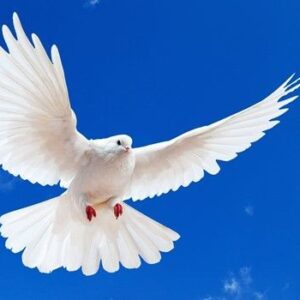 La novia con sus alas de tul