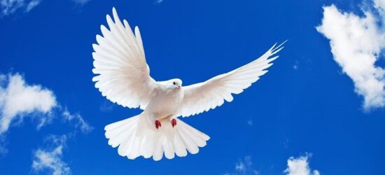 La novia con sus alas de tul