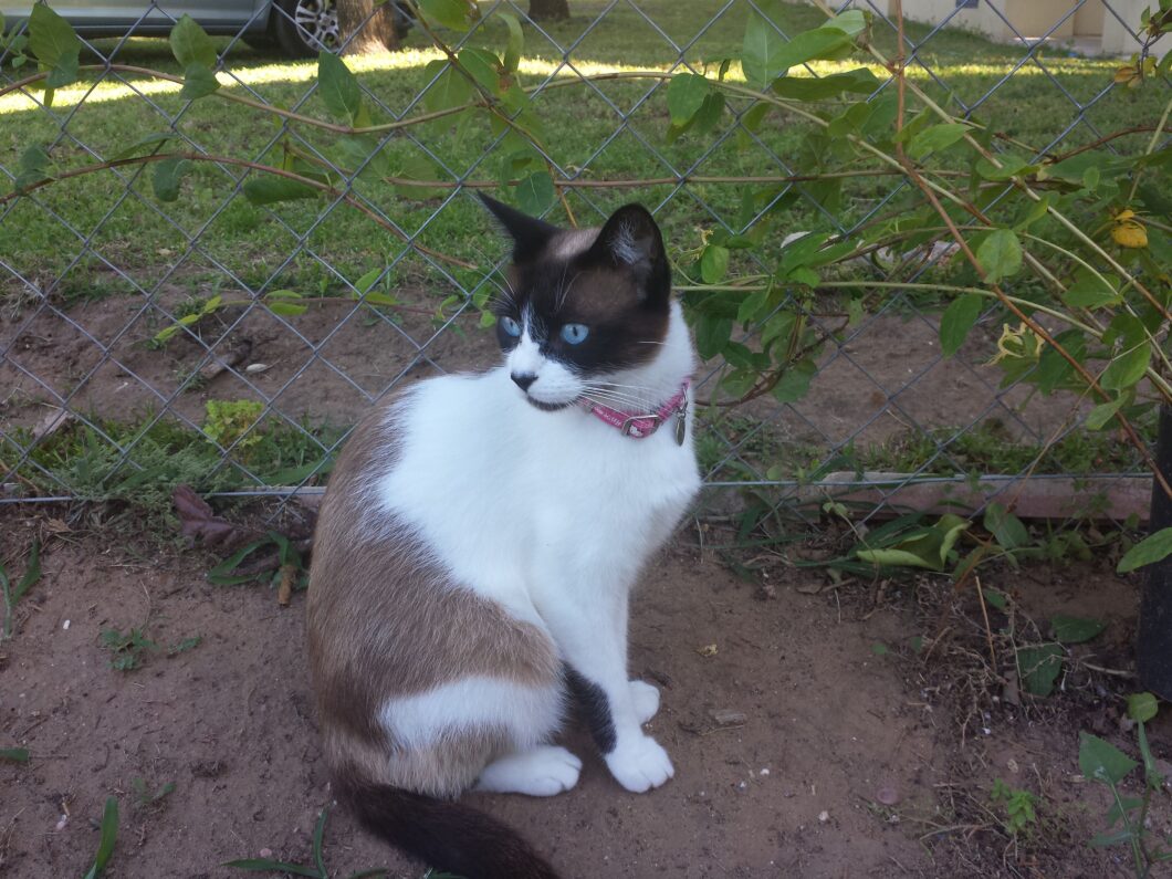 Lúa al aire libre