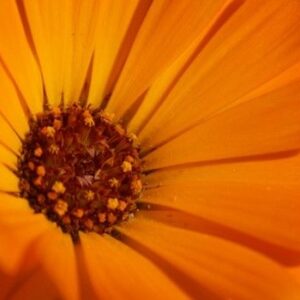 Vístete de naranja