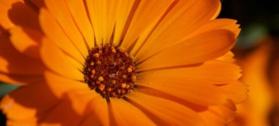 Vístete de naranja