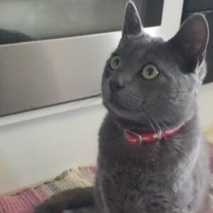 Mi gato azul ruso, Yuri