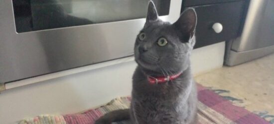 Mi gato azul ruso, Yuri