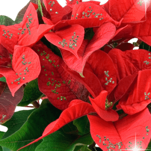 Feliz Navidad 2017