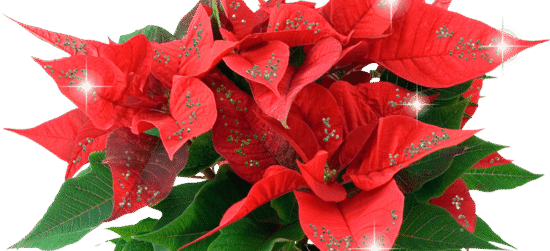 Feliz Navidad 2017