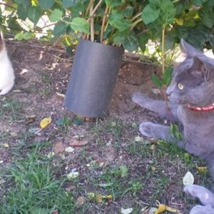 El Día del gato