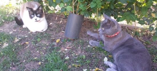 El Día del gato