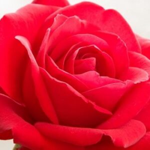 la rosa