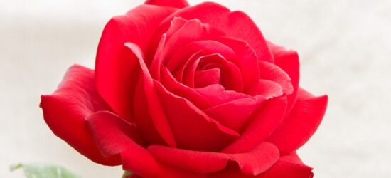la rosa